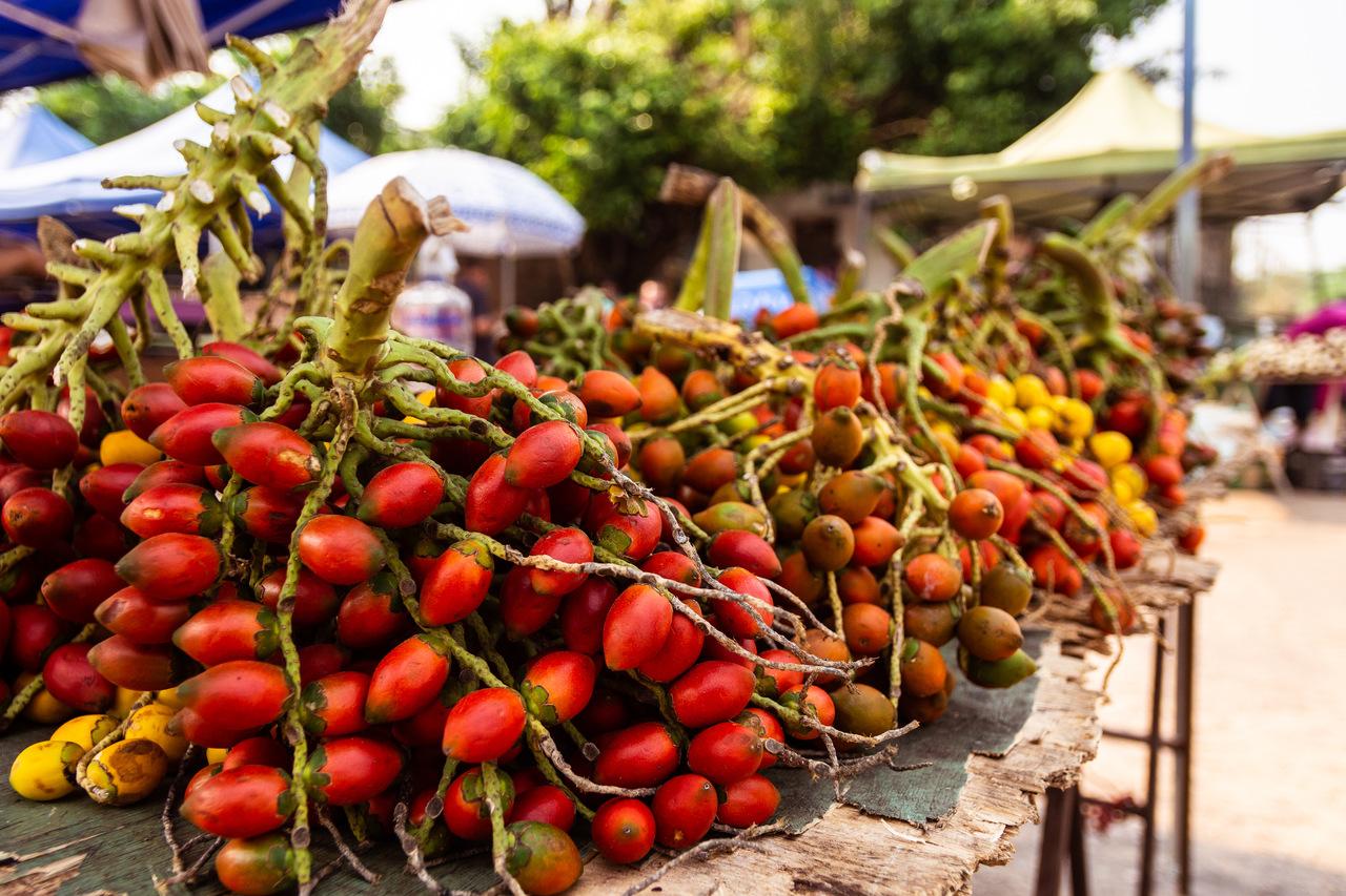 Entre as frutas mais consumidas da região do Juruá, Pupunha pode chegar a 80 reais o cacho