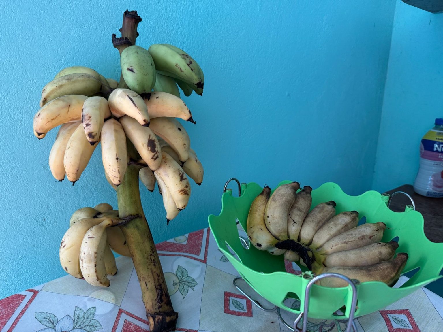 Preço da Banana Dispara em Cruzeiro do Sul e chega a R$ 10 a palma