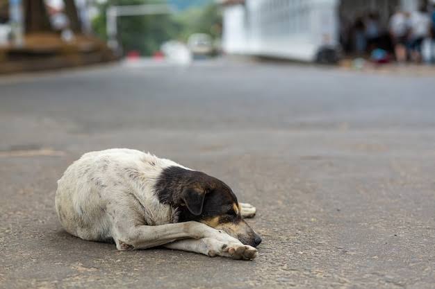 Motociclista sofre acidente grave  após bater em cachorro na Vila do Deracre, em Cruzeiro do Sul